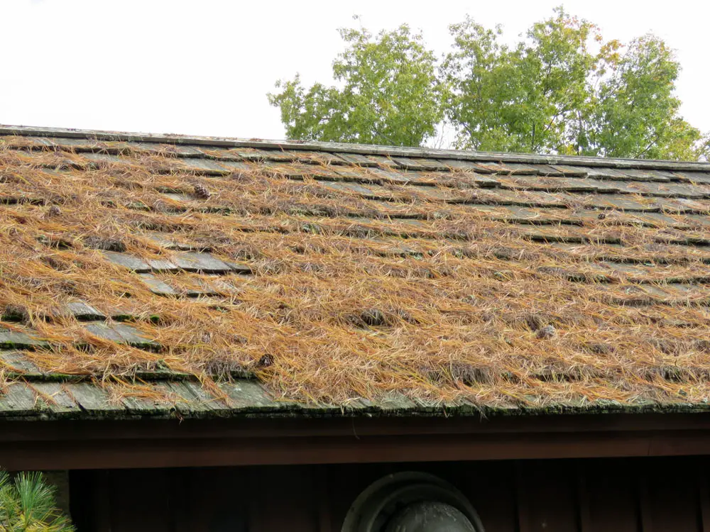 Someone should do something about this. These pine needles are knocking years off the life of this cedar shake roof by trapping moisture and encouraging the growth of microorganisms.