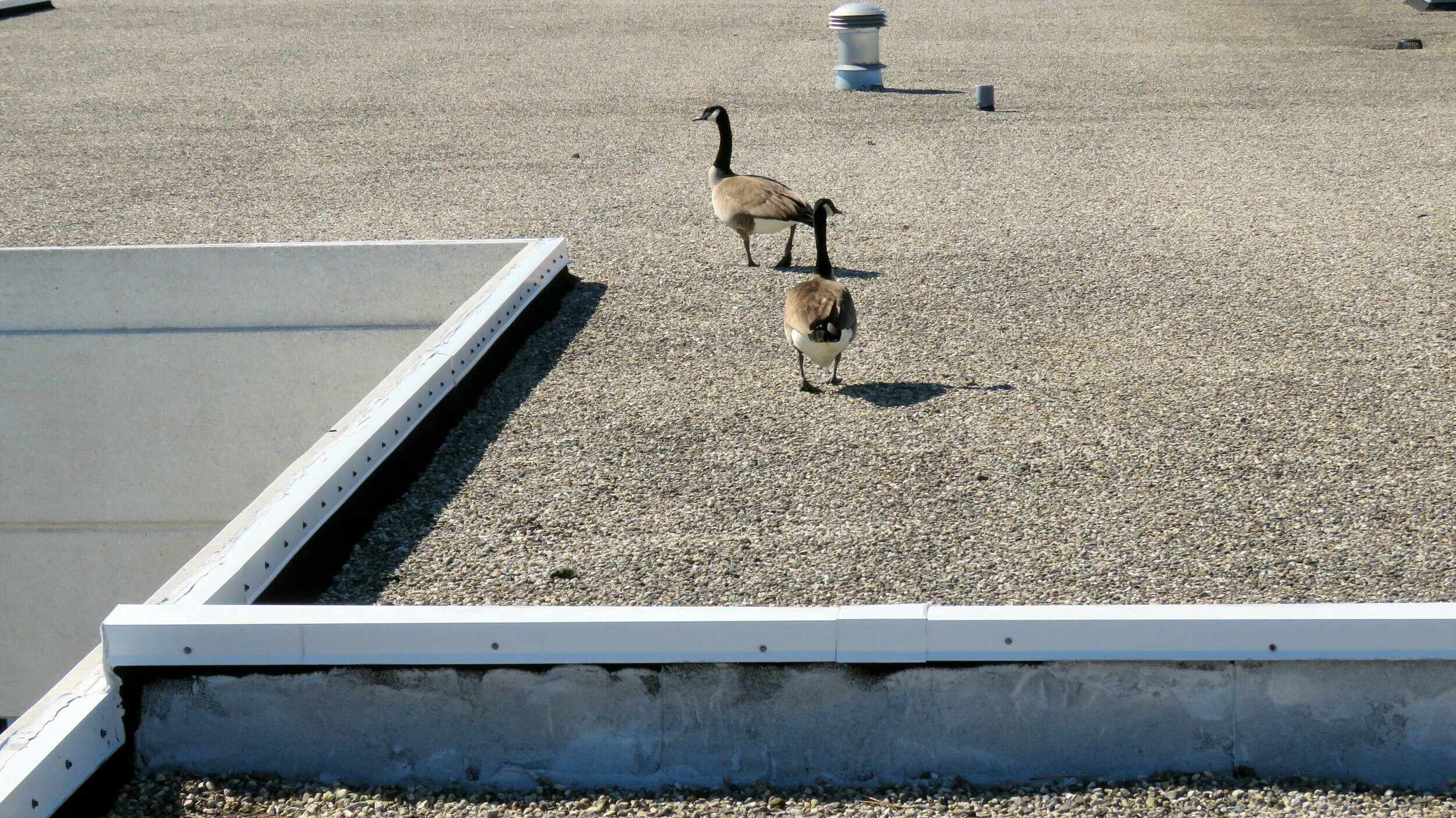 Geese on a flat roof. Bird issues with roofs are often related to the corrosive accumulation of bird droppings.