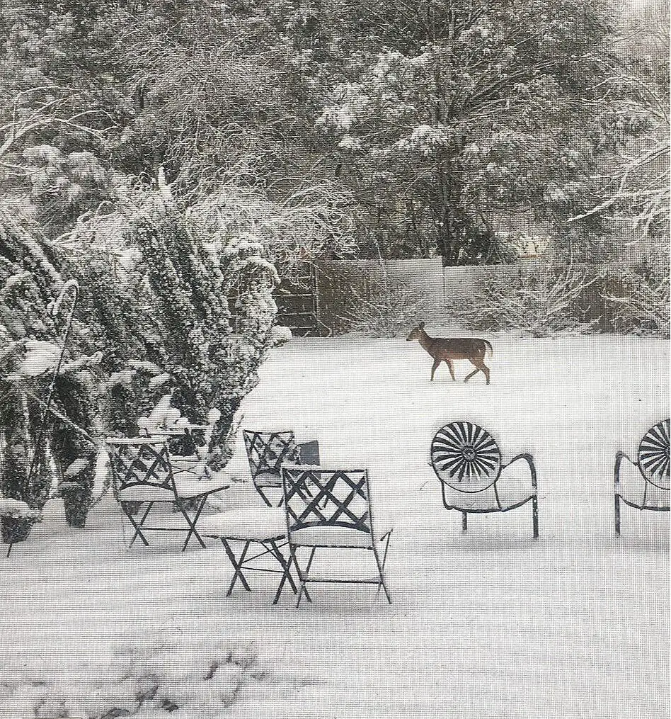 Ordinary fresh-fallen snow. This snow probably weighs about four pounds per cubic foot. Pay no attention to that deer.